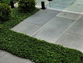 Groundcover Plant Tiles