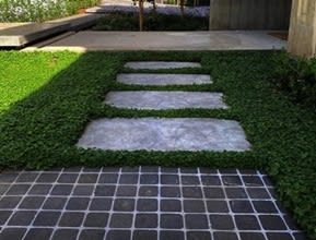 Dichondra Trays Walkway