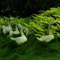 Swans Surrounded By Zoysia Tenuifolia